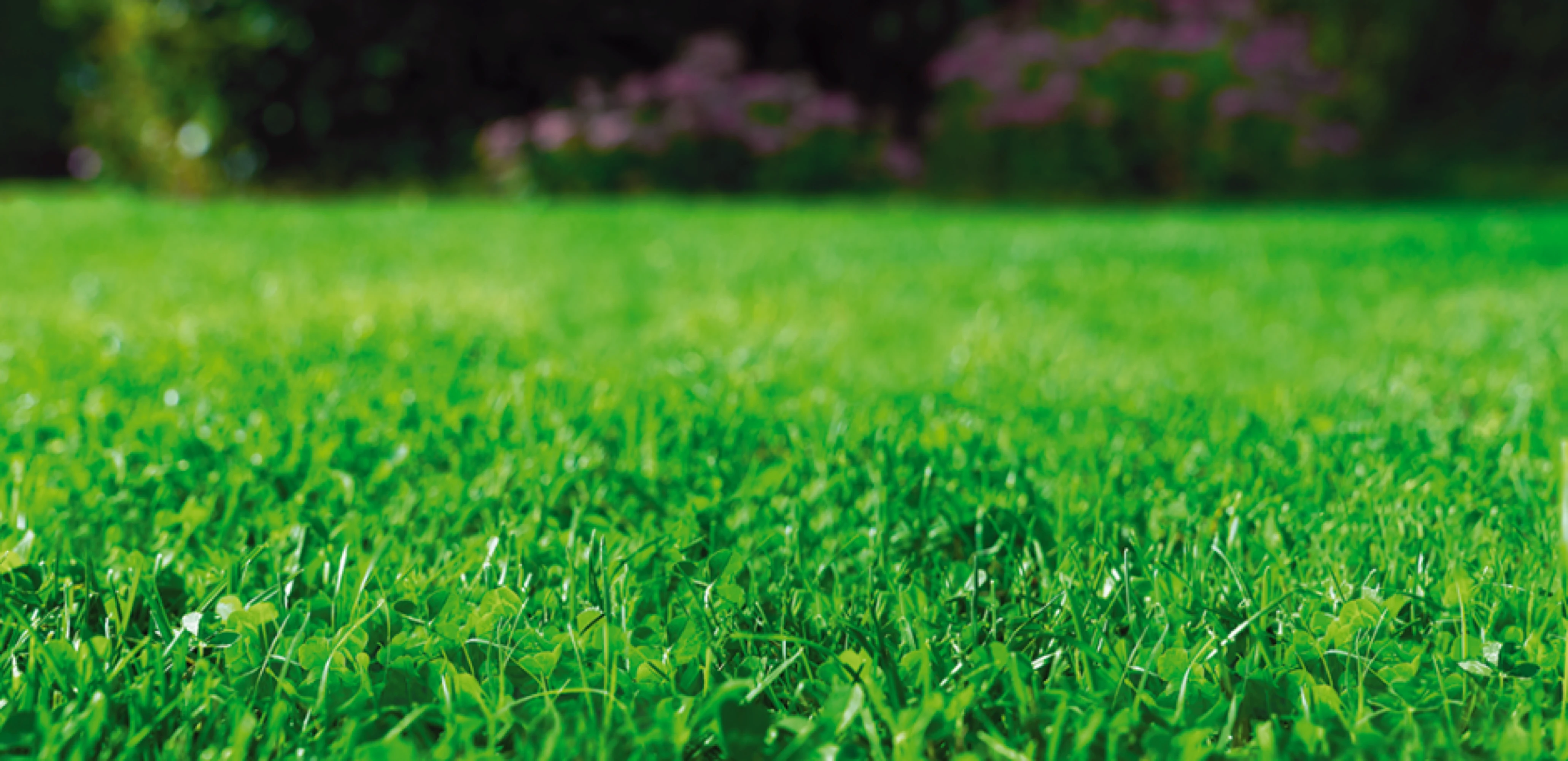 Газонная смесь Эколоун (Eco Lawn)